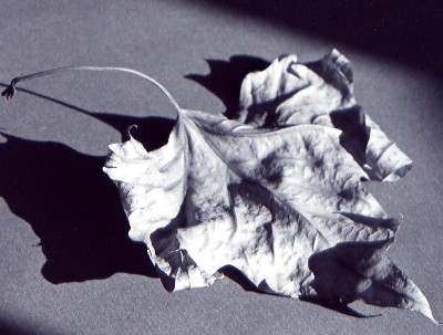 autumnleaf