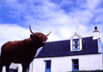 highlandcoo